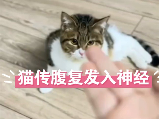 猫传腹复发入神经大小便失禁还能救么哔哩哔哩bilibili