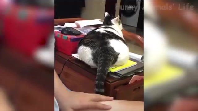 [图]【萌萌喵 and汪】从未见过如此Q弹的喵星人 - Awesome Funny Pet Animals' Life Videos