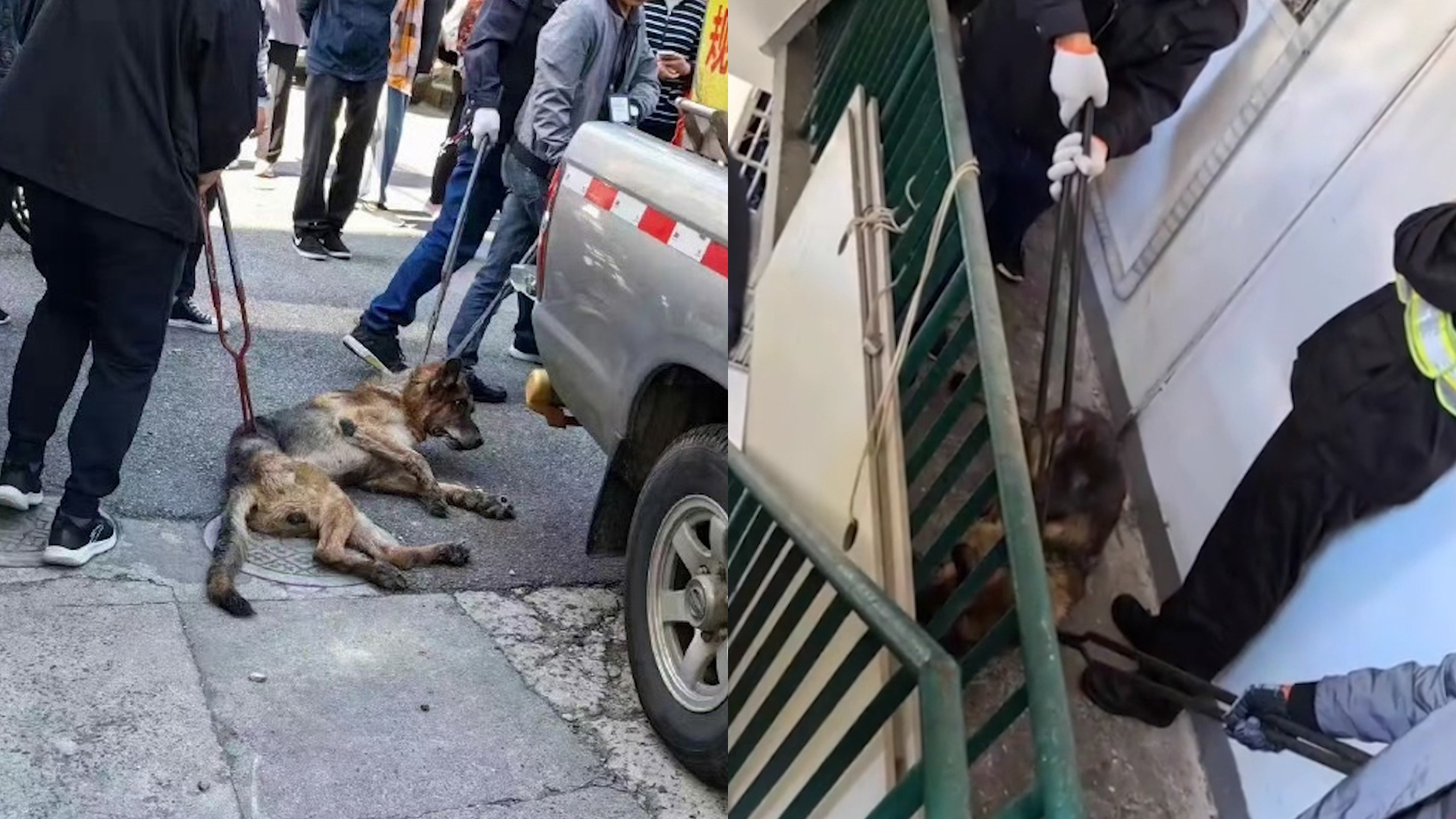 上海通报“民警上门抓德牧”:主人无证饲养烈性犬,主动将狗交出哔哩哔哩bilibili