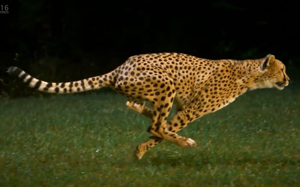 [知识搬运工]cheetah galloping_哔哩哔哩 (゜-゜)つロ 干杯~-bili