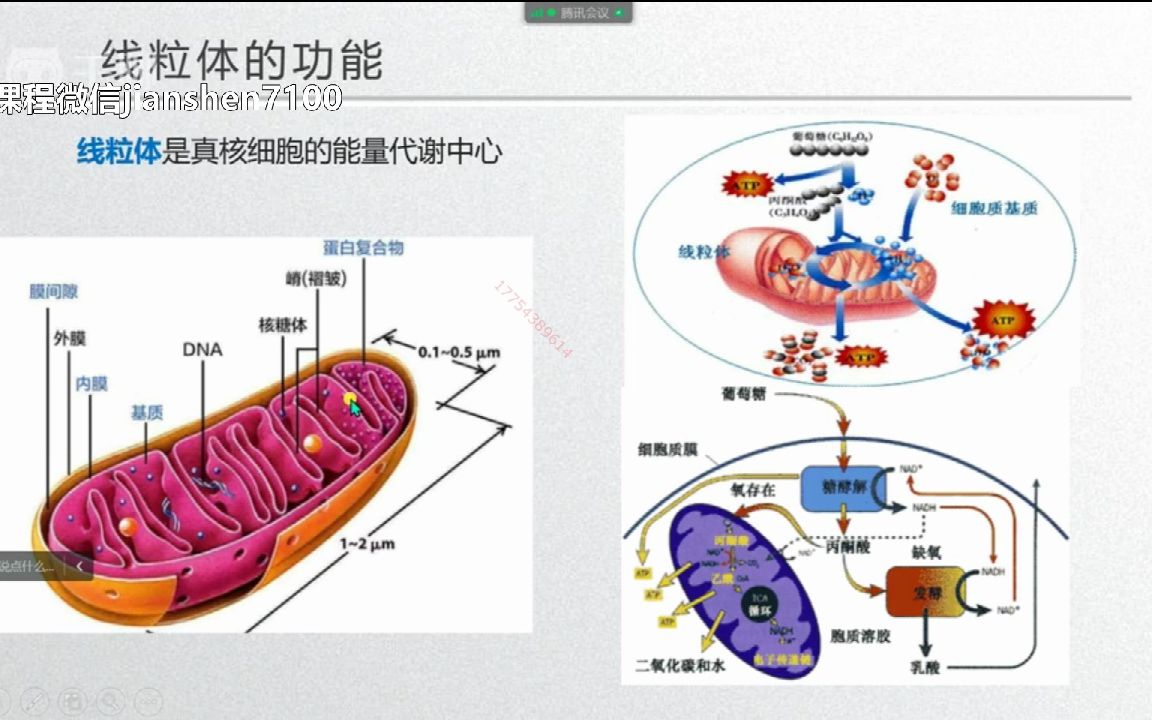 医学科研公开课玮瑜科研线粒体和细胞死亡课题思路介绍及热点方向分析课程腾讯会议哔哩哔哩bilibili