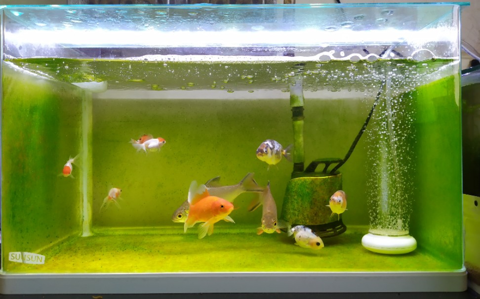 绿了绿了兰寿缸的绿藻真漂亮