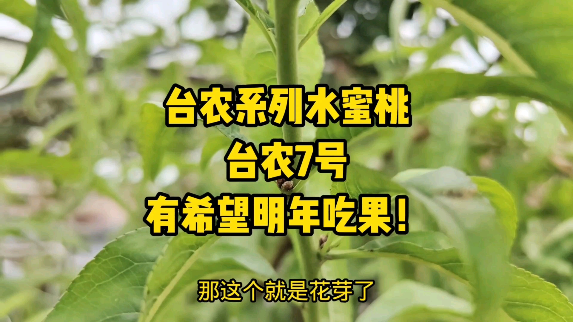 楼顶种果树:台农系列水蜜桃台农7号有希望明年吃果!哔哩哔哩bilibili