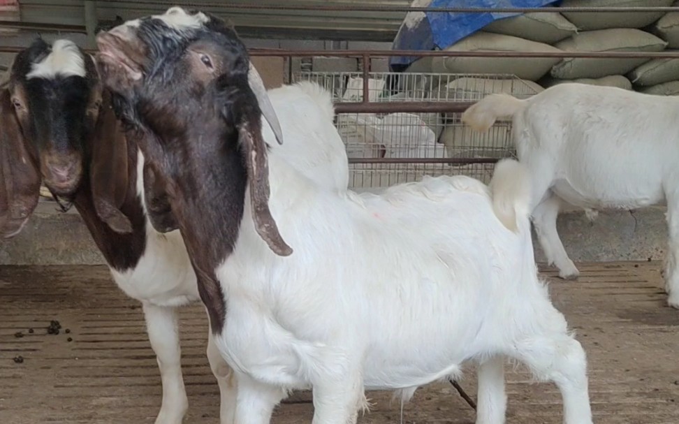 波尔山羊种公羊