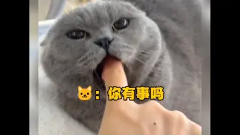 动物：不干人事的人类