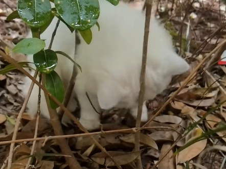 流浪的宠物猫居然也会抓老鼠 今天准备好了航空箱去抓..哔哩哔哩bilibili