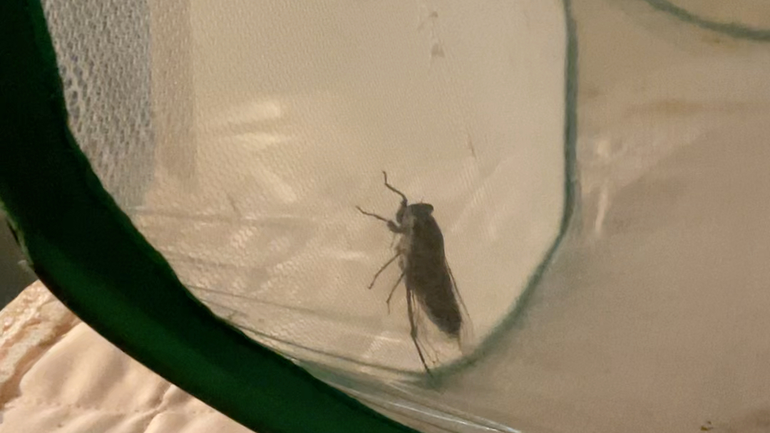 松寒蝉室内名叫