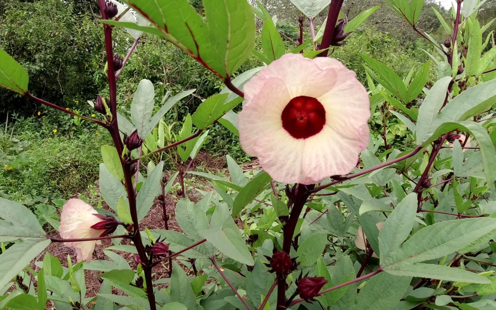 洛神花的树图片大全图片