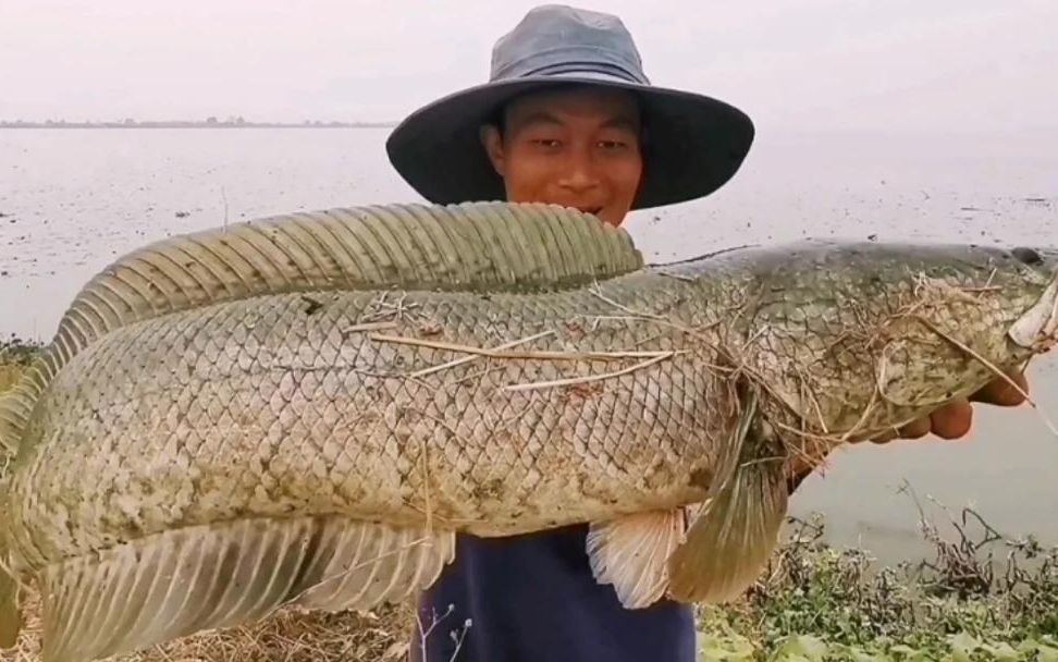 釣獲兩條巨型黑魚實在太大了,嚇死人了!你們見過最大黑魚有多大