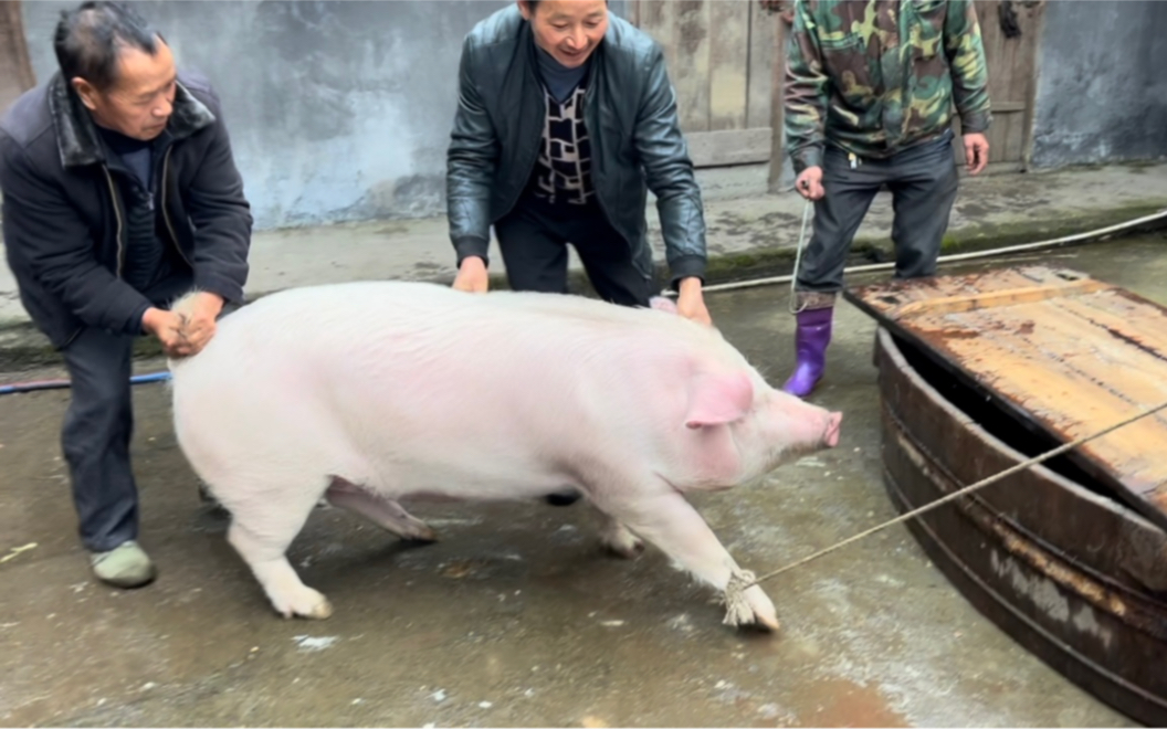 [图]这头猪太聪明了 怕挨刀自己直接跳到盆里洗澡去了 把大家都笑哭了