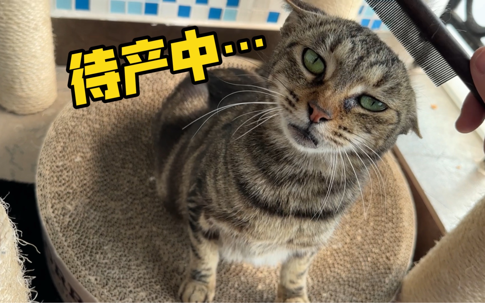 流浪猫二胡 待产记