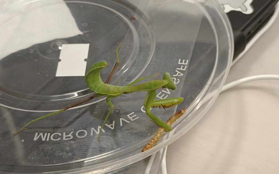 澳宽:看我单手吃油条