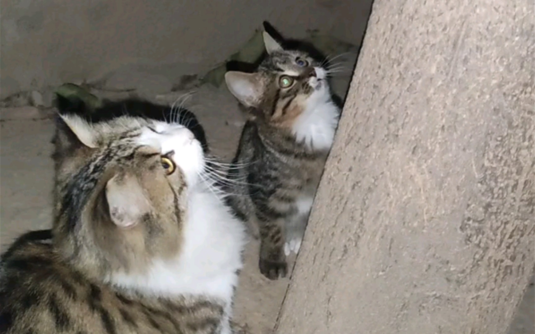 活动  逗简州猫和狸花猫