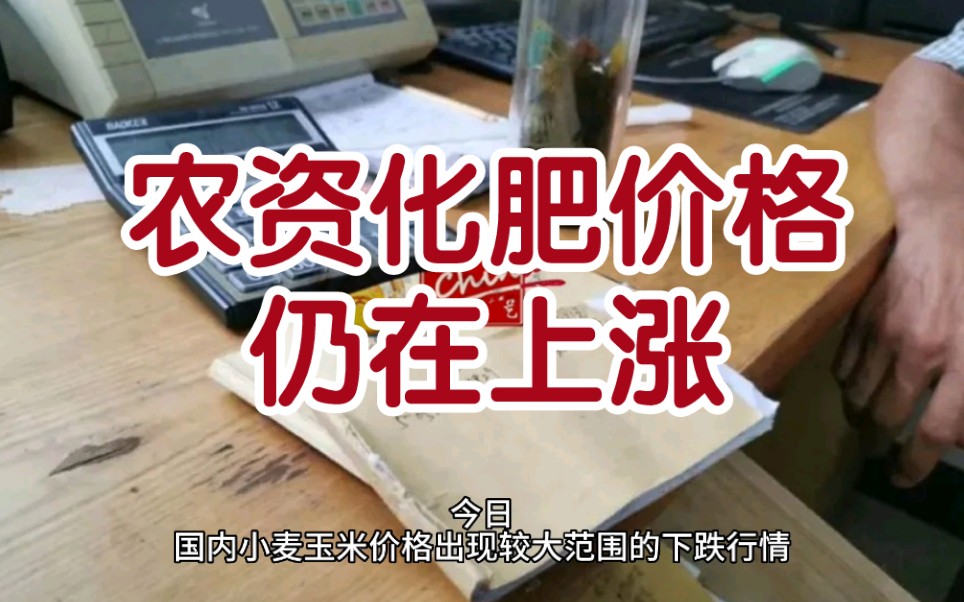 每日粮油:国内小麦玉米价格出现较大范围下跌行情,农资化肥仍在上涨哔哩哔哩bilibili