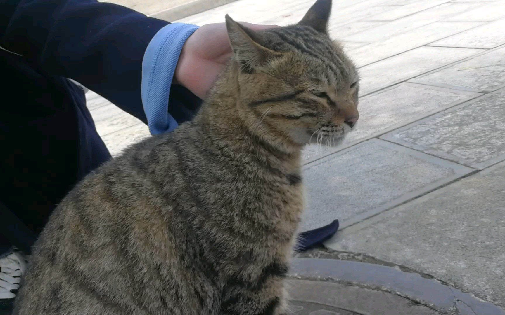 狸花喵,嘤嘤叫为哪般?校园白嫖事件全程记录.