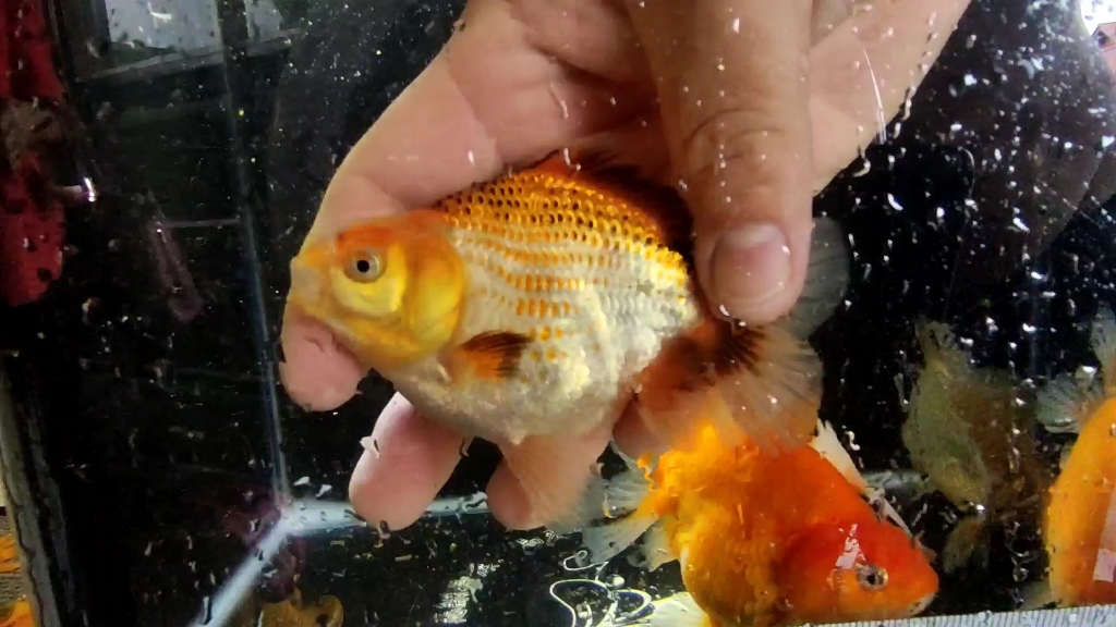 兰寿鱼苗里面出来的扯旗寿_哔哩哔哩_bilibili