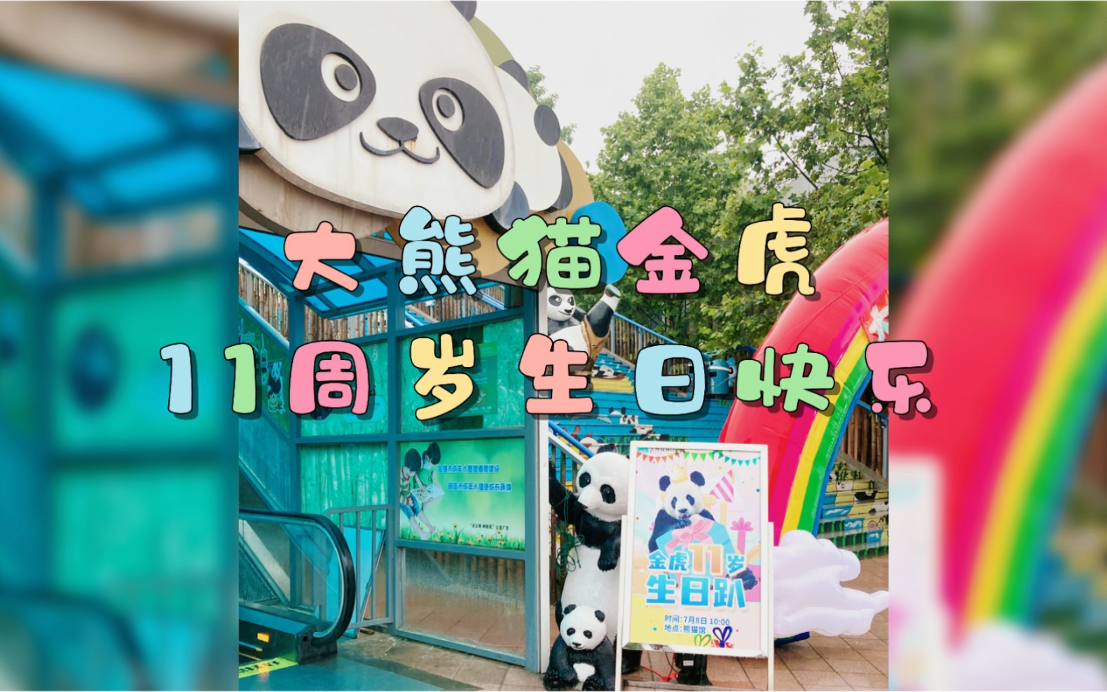 大熊猫金虎11岁生日趴吃播vlog