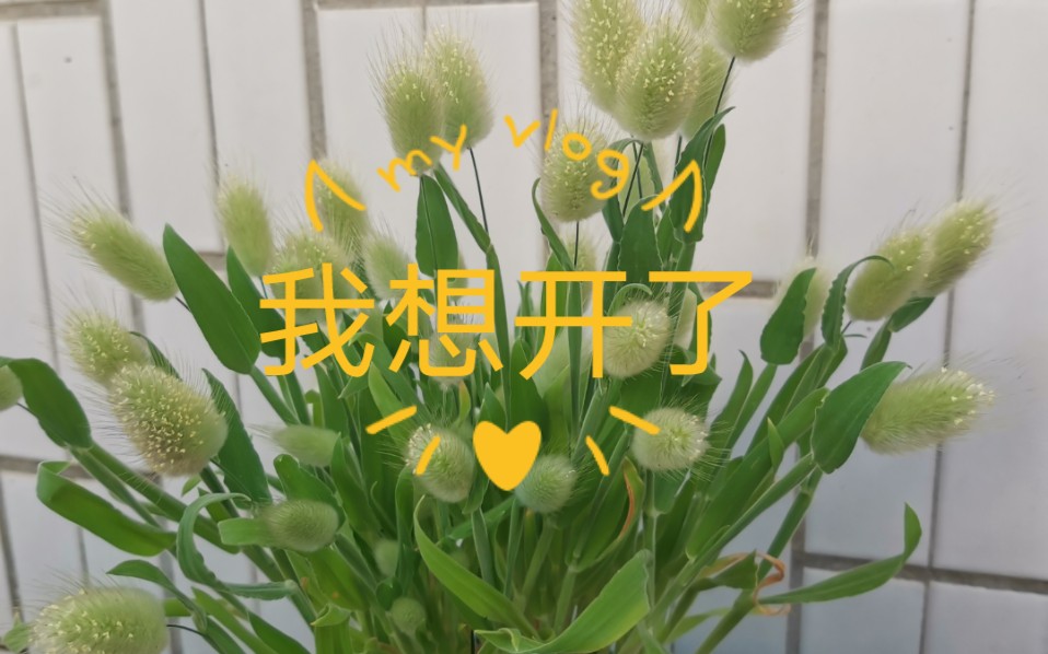 我想開了我的草莓開花啦兔尾草也開花啦