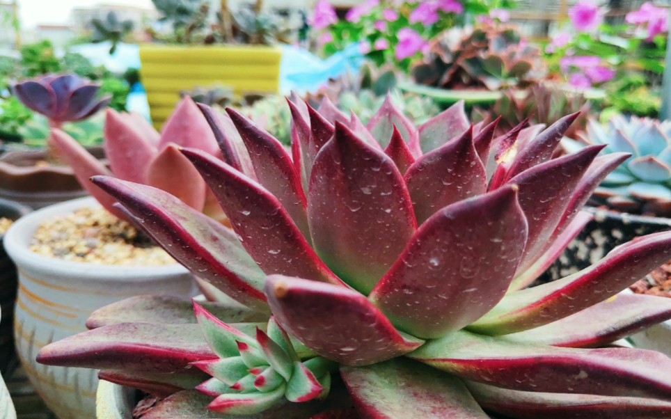 小晴楼顶多肉记:广东逆开挂区养乌木系柏拉图也可以美美哒_哔哩哔哩