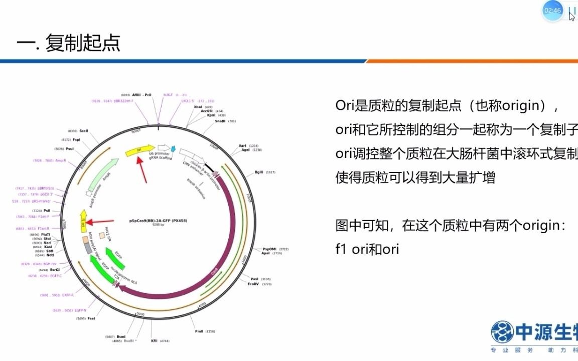 质粒知识大放送进阶篇哔哩哔哩bilibili