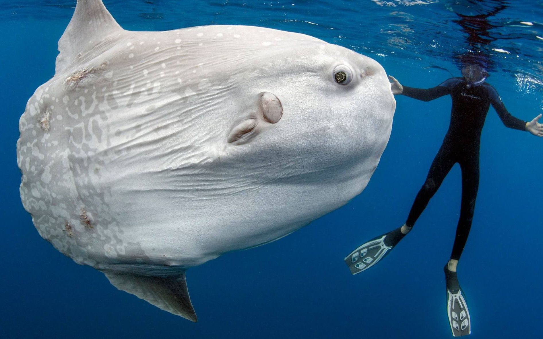 鱼中"沙雕"翻车鱼到底有多傻?