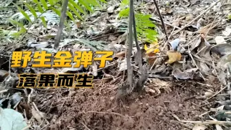 Tải video: 野生金弹子，生命力玩强，果子落地便生根