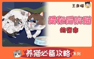 Download Video: “要么生小猫，要么si”后院猫到底有多惨？你真的想象不到