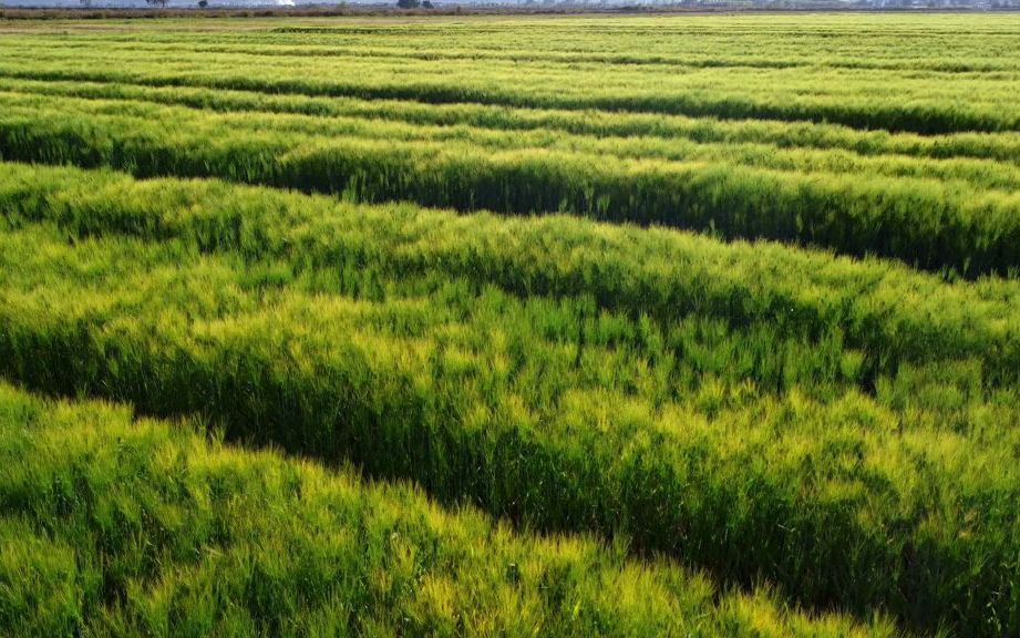 [图]【治愈系风景】当大理的风遇上麦田~