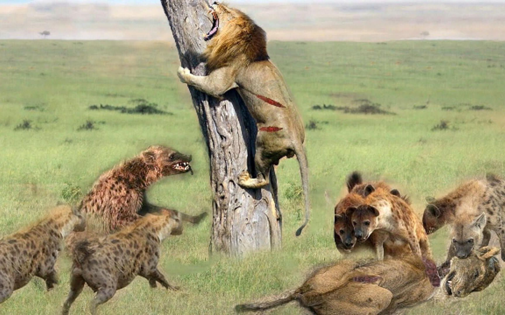 纪录片:狮子王和鬣狗为荣誉而战