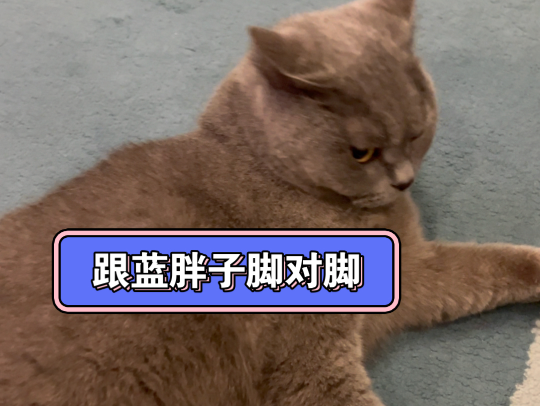 自从捡到一只13斤的蓝猫