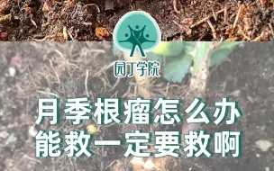 Download Video: 月季根瘤怎么办 能救一定要救啊