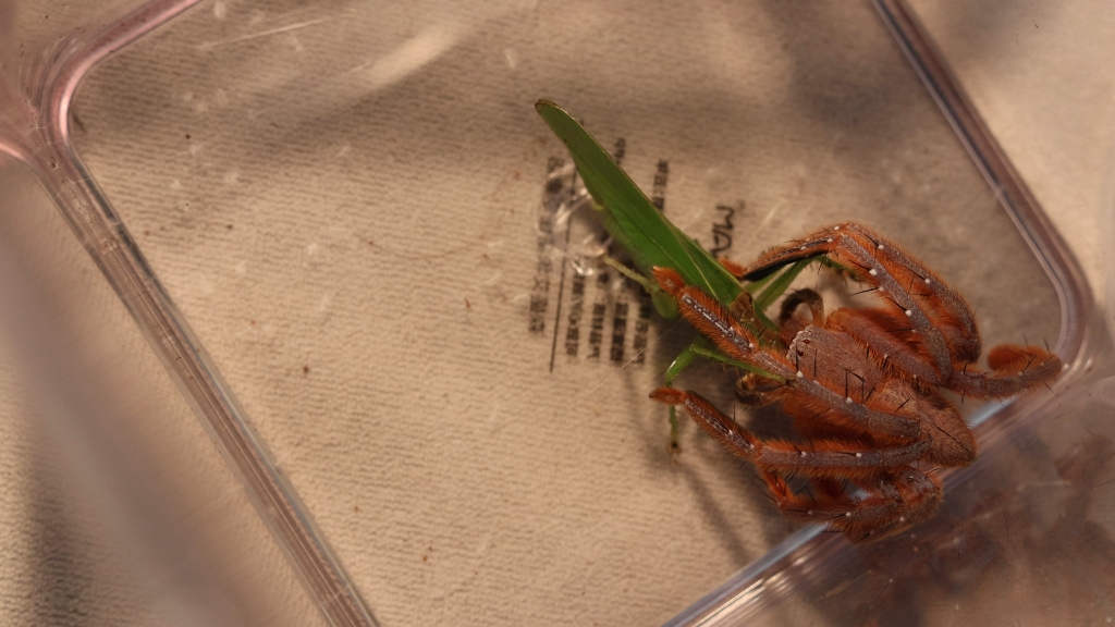 密毛巨蟹蛛捕食似织螽