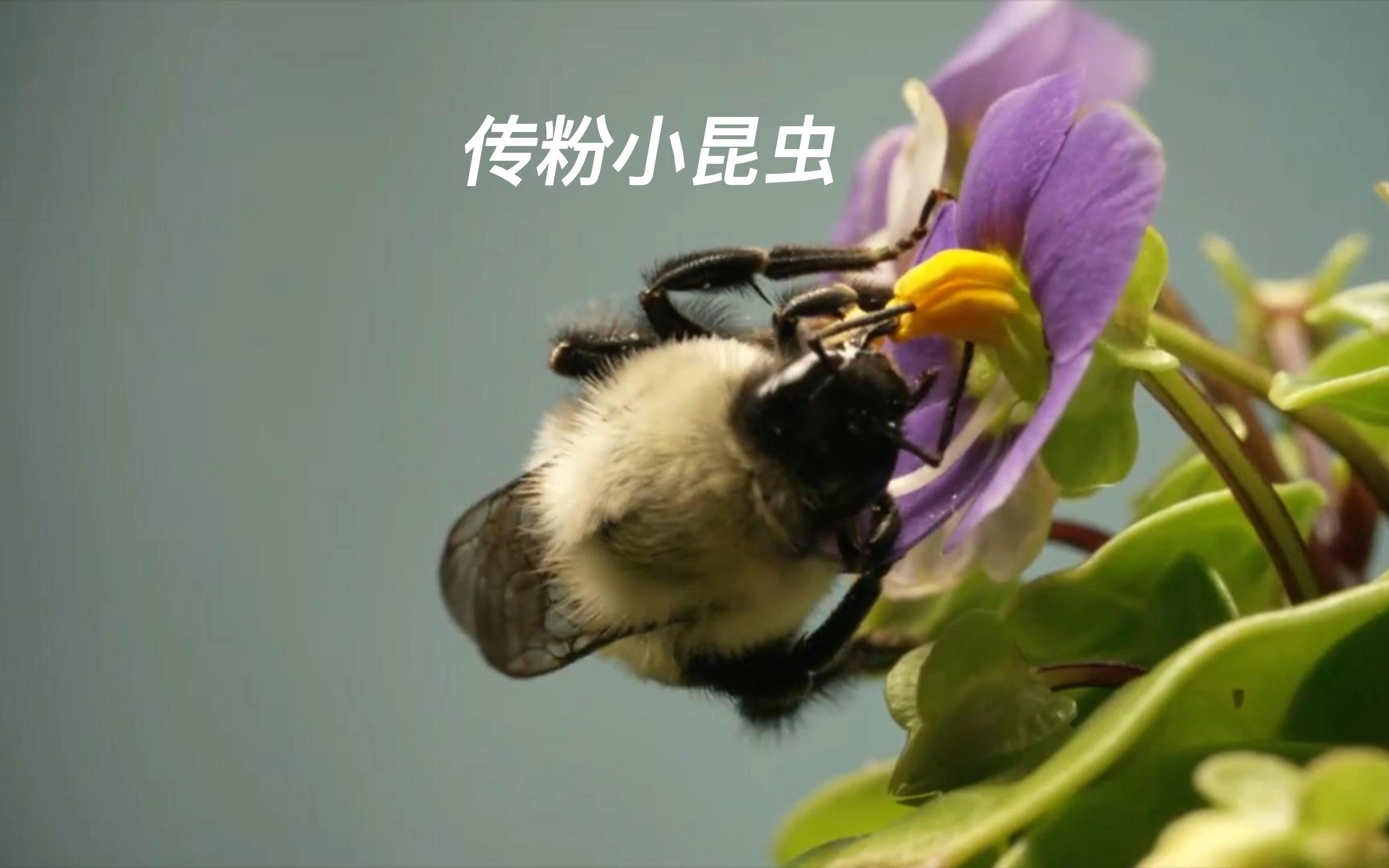 可爱的熊蜂,全身毛茸茸; 大壳的甲虫,勤劳的蜜蜂; 娇小的蚂蚁,喜欢