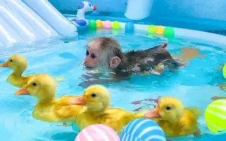 猴学小鸭子游泳，画面不要太搞笑！