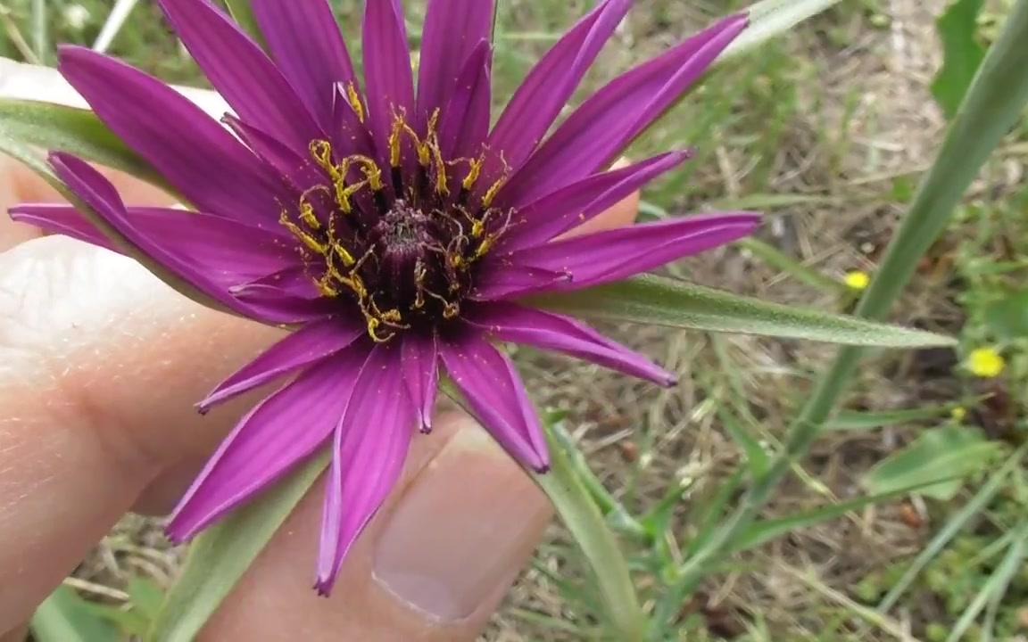 蒜叶婆罗门参 tragopogon porrifolius 菊科 婆罗门参属 园艺植物