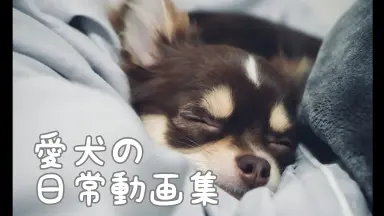 田辺留依-哔哩哔哩_Bilibili