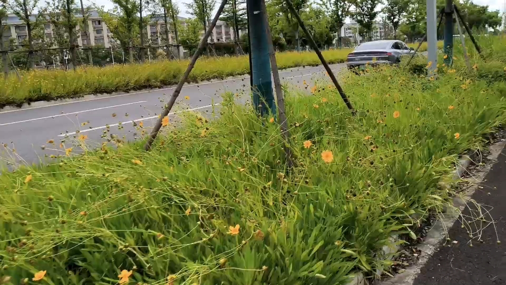 [图]落花有意，流水无情……曾经的花儿朵朵花开淡墨痕过去了，留下了残花败柳，的确心生悲凉，犹如人生的百感交集，但是也是一道风景线