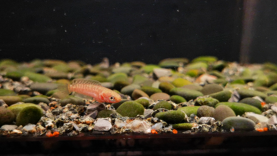 瞒着大家悄悄养了一个月的七彩雷龙苗子 算是有小蜕变