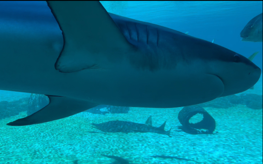 水族馆鲨鱼缸