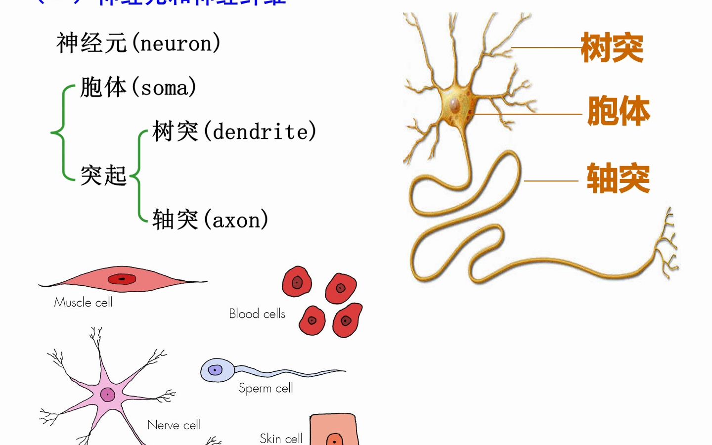 生理学——神经系统——1.神经元和胶质细胞哔哩哔哩bilibili