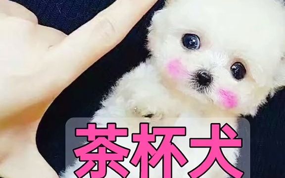 茶杯犬茶杯犬有多可爱,背后就有多惨.哔哩哔哩bilibili