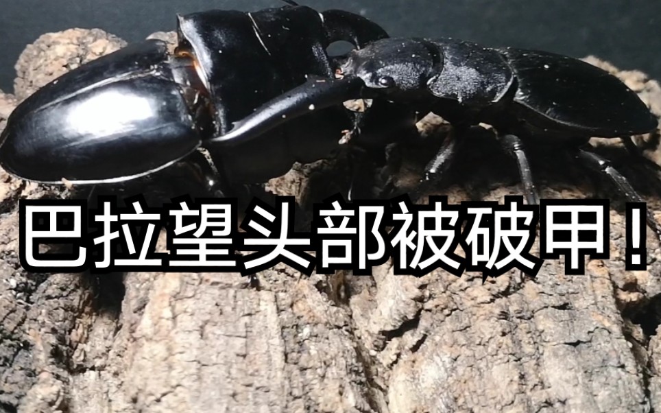 活动作品2020决战巴拉望巨扁vs苏门答腊巨扁