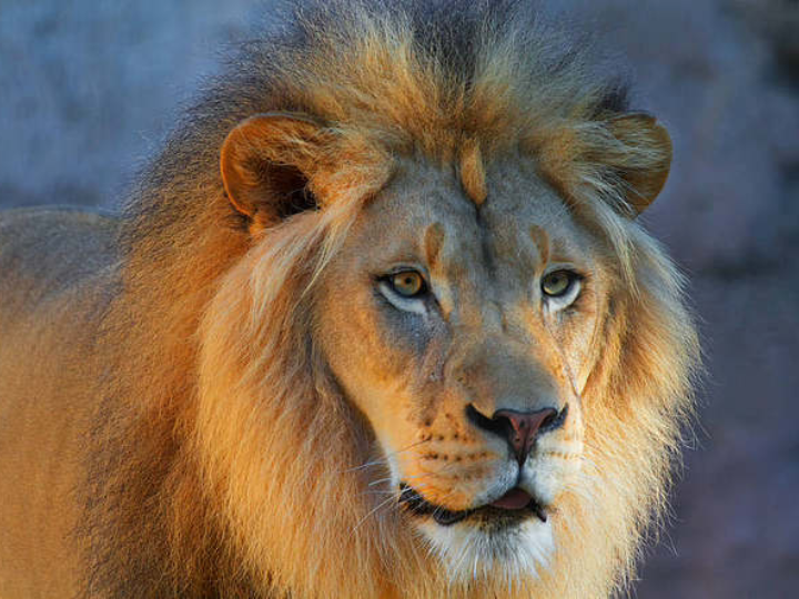 狮子03lion_哔哩哔哩_bilibili