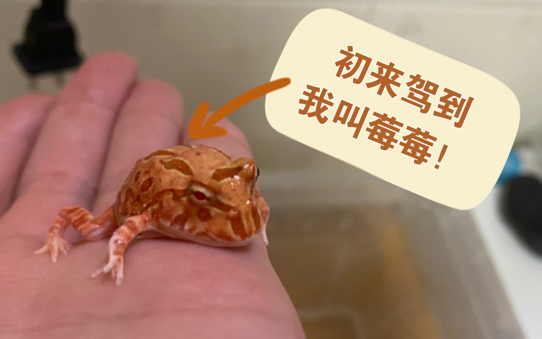 蛙儿子:莓莓!超可爱的草莓角蛙