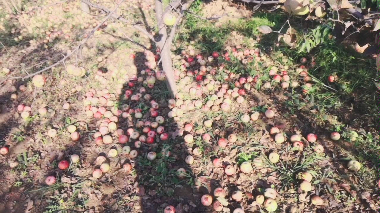 [图]真实，不打药的苹果树