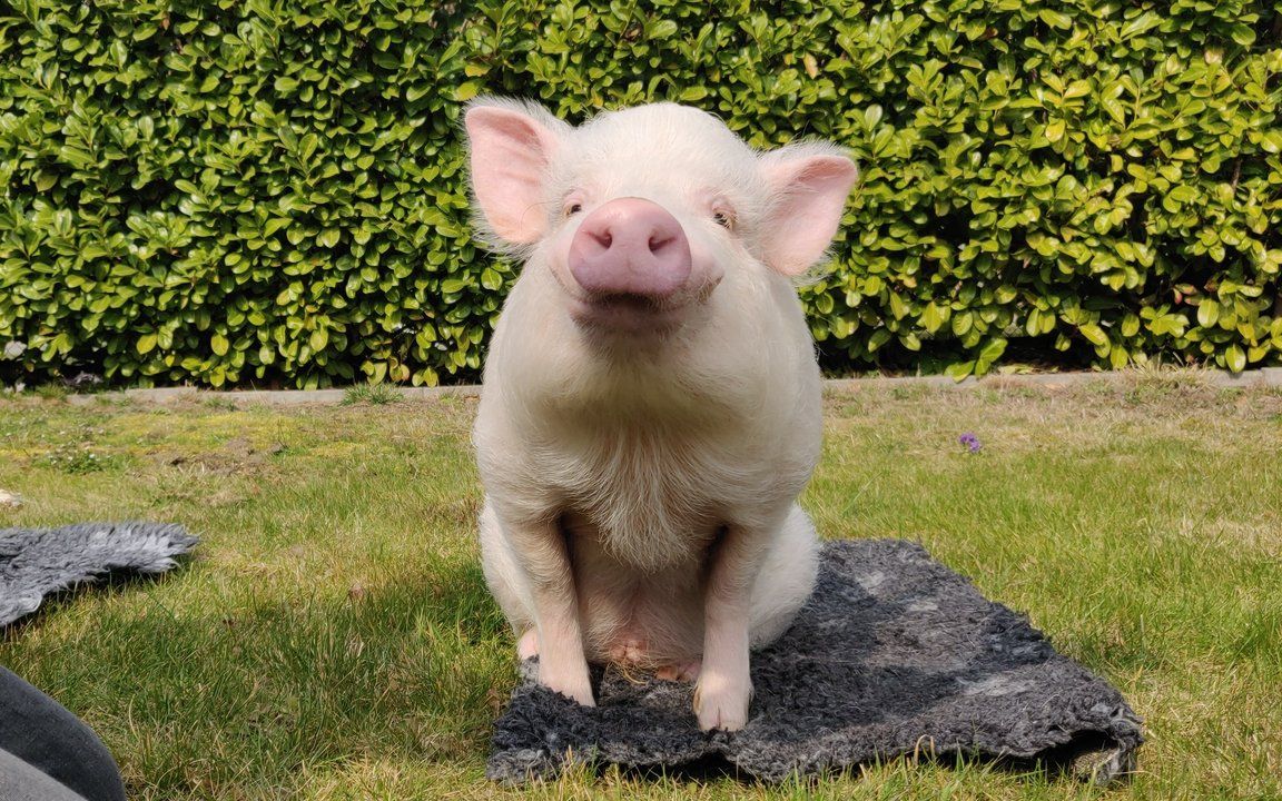 猪鲜为人知的一面:相当聪明(中德字幕)