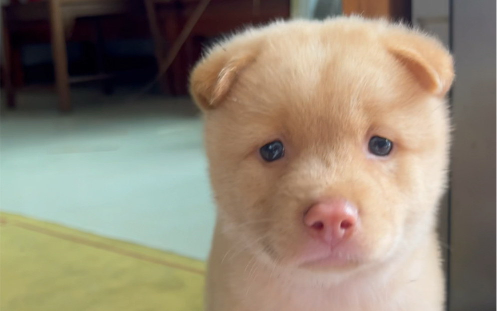 本土五红金钱尾,原始五红土狗,土松,土猎