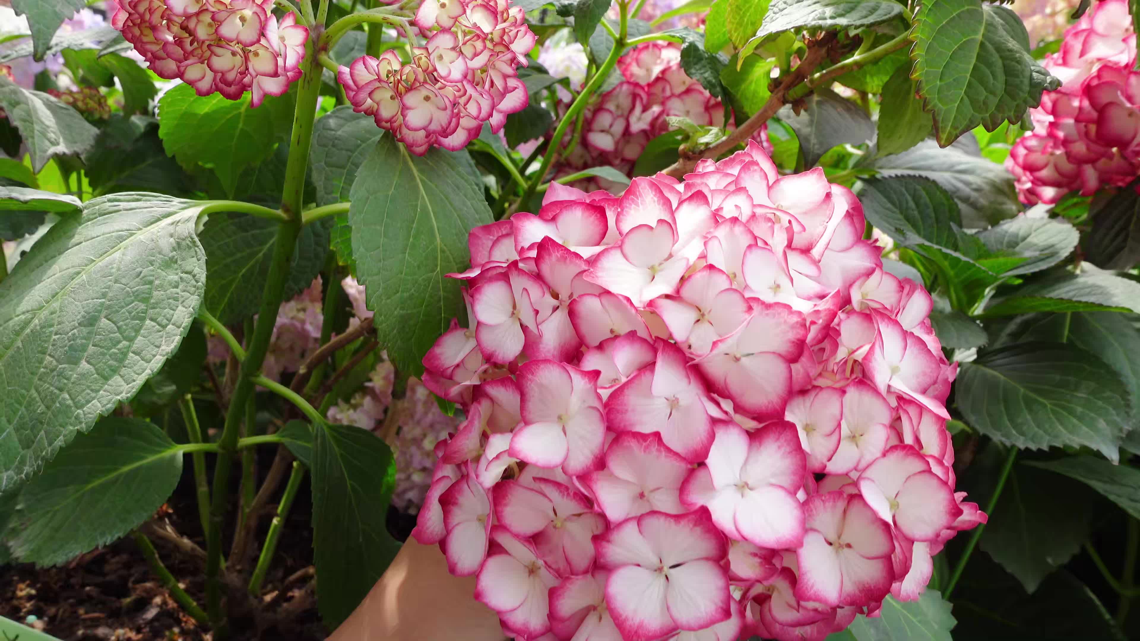 大花绣球"美佳子"和"粉红美女"开花有什么不同?