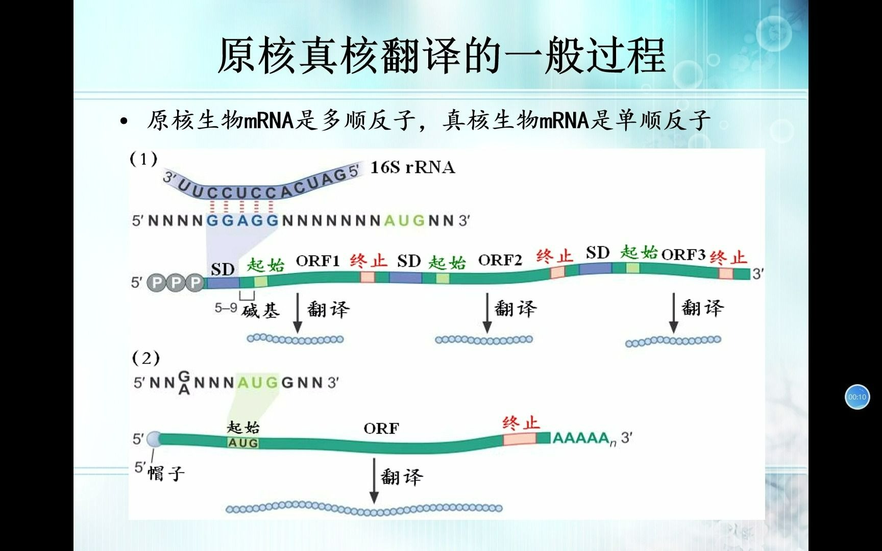 生物竞赛难点18分子生物学翻译的过程哔哩哔哩bilibili