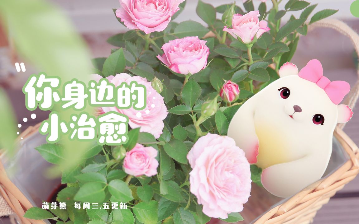 【萌芽熊】48 我会以每秒101的速度追上你